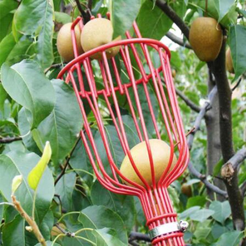 Raccogli Frutta Profondo Porta - Gardening Tools Basket recensione e prezzo