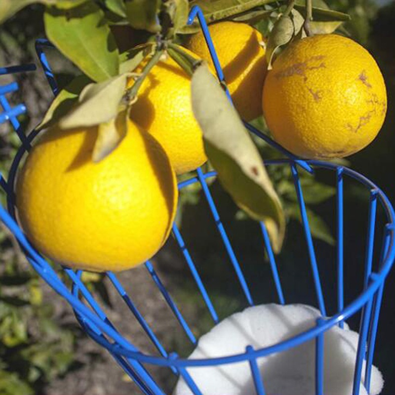 Raccogli Frutta Profondo Porta - Gardening Tools Basket recensione e prezzo